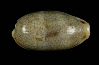 藏品(愛龍寶螺)的圖片